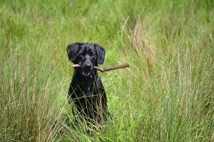 1452218_10202765697970064_2027254263_n