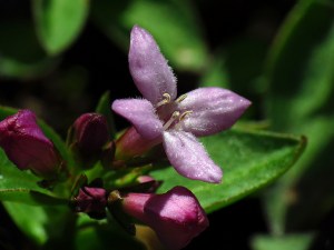 7398677978_042f95267e_z