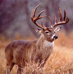 free_deer_hunting_tips_big_buck11